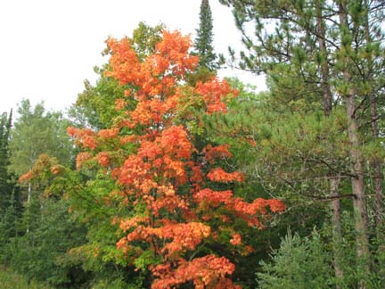 adapter maple